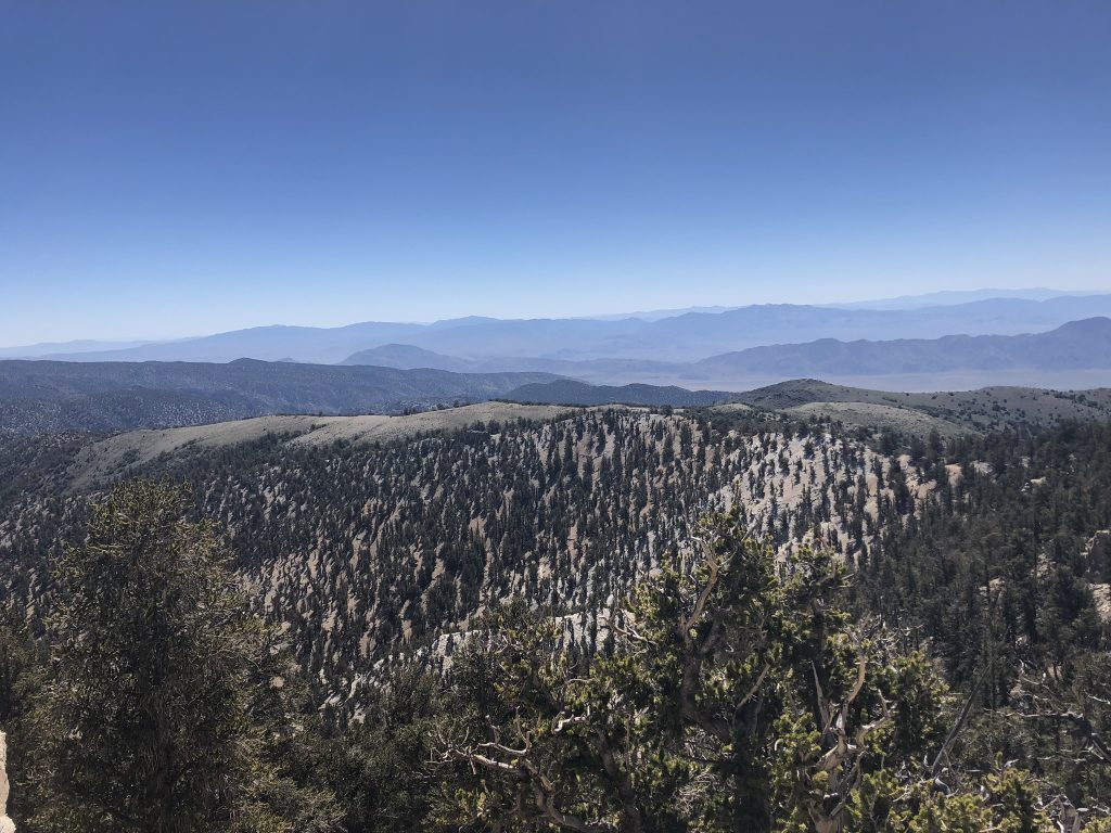 Ancient Bristolecone Pine Forest