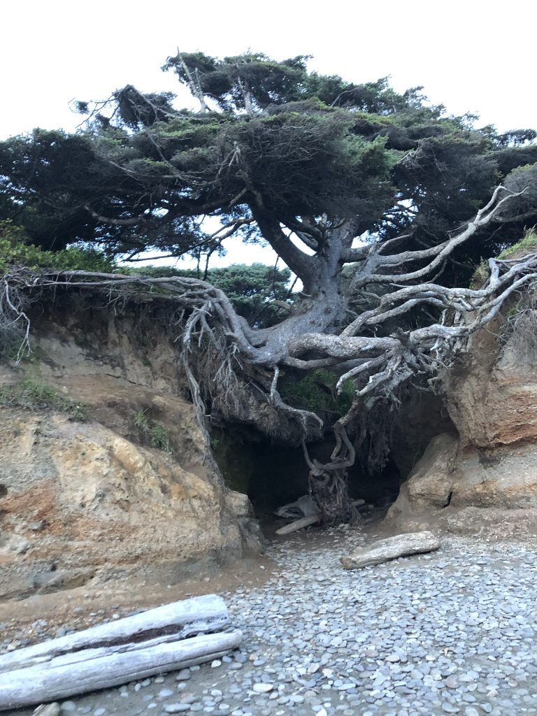 A crazy looking tree